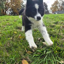Huron - Black and white male Siberian Husky puppy in Addison, Michigan from Gray Run Siberian Huskies