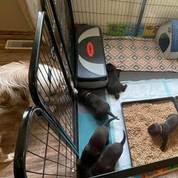 Australian Shepherd and Labrador Retriever Puppies from Wheatland Dog Center