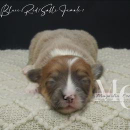 Melody (Female 1) Fluff - Sable female Pembroke Welsh Corgi puppy in Straughn, Alabama from Magnolia Creek Corgis