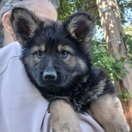 Benny - Sable male German Shepherd puppy in Hawthorne, Florida from Lace's High Flying German Shepherds And Golden Retrievers