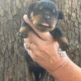 Purple collar - Black and mahogany female Rottweiler puppy in Industry, Illinois from KDKs Kennels