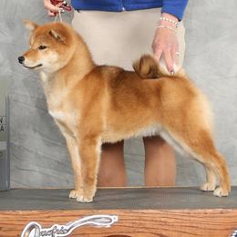 Little Nina - Shiba Inu