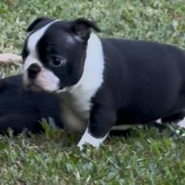 Sylvie - Black and white female Boston Terrier puppy in Williamsburg, Virginia from McMiesz