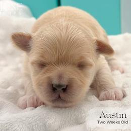 Austin - Tan male Morkie puppy in Scottsdale, Arizona from Lil Luxe Pups
