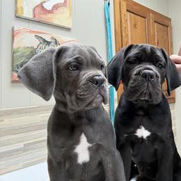 Cane Corso puppies from Classic Jayx