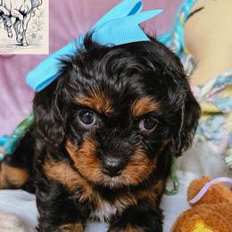 Stormy Jupiter - Black and tan female Cavapoo puppy in Tucson, Arizona from Unicorn Tears and Cavaliers