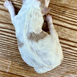 Goldendoodle and Poodle Puppies from SnickerDoodlePups