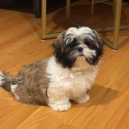Shih Tzu Puppies from Little Miracles Shih Tzu