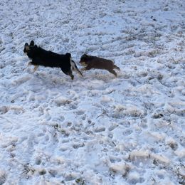 "Bandi & Finn" Miniature Australian Shepherd Puppies from Integrity Aussies Tx