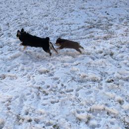 "Bandi & Finn" Miniature Australian Shepherd Puppies from Integrity Aussies Tx