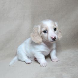 Peaches - Cream female Dachshund puppy in Pana, Illinois from Doxie Waggin Tails