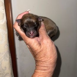 Spirit - Red sable female Pomeranian puppy in Avon Park, Florida from Mariska's Pomeranians