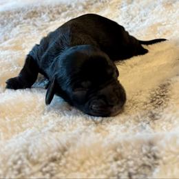 Elliott - Black male Cockapoo puppy in Marietta, South Carolina from River Falls Cockapoos