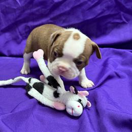 Ron - Red male Boston Terrier puppy in Kingsport, Tennessee from Dreamweaver Bostons