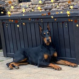 ENVY - Doberman Pinscher