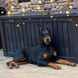 ENVY - Doberman Pinscher