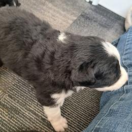 Boy 1 - male Border Collie puppy in Oregon from Shane Harley Stock Dogs