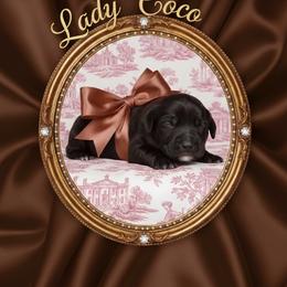 Lady Coco - Chocolate female Goldendoodle puppy in Moncks Corner, South Carolina from Sweetgrass Goldendoodles of Moncks Corner