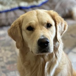 SyMee (see-me) - Golden Retriever