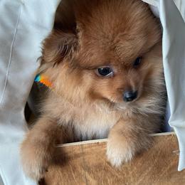 Luffy  1450 - Tri-colored male Pomeranian puppy in Douglas, Georgia from Heartland small breeds