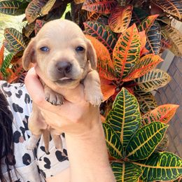 Bella - Cream female Dachshund puppy in Pierson, Florida from Paige’s Mini Dachshunds