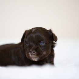 Miniature Schnauzer Puppies from Schnauzah