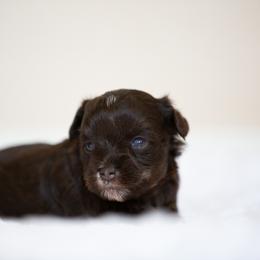 Miniature Schnauzer Puppies from Schnauzah