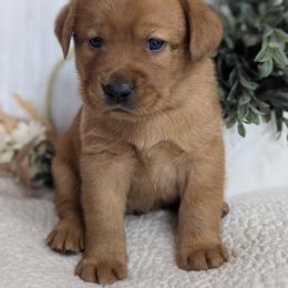 Shrek - Yellow male Labrador Retriever puppy in Angola, Indiana from Reniers Labrador Retrievers
