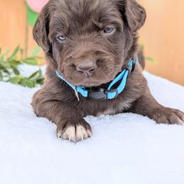 Light blue - Brown and white female Aussiedoodle puppy in Coulee City, Washington from Mr and Mrs Doodle Farm