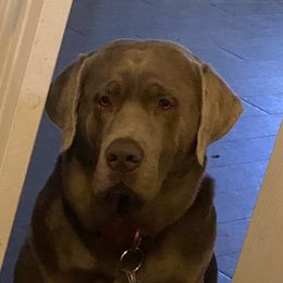 Sammy - Dilute Retriever