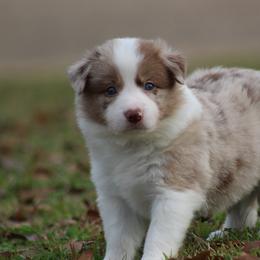 RMG1 - Red merle female Border Collie puppy in Tylertown, Mississippi from Cool Meadow Farms