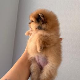 Pomeranian Puppies from Pinky’Z House Of Poms