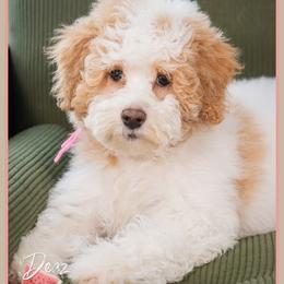Sophia - Parti female Goldendoodle puppy in Connersville, Indiana from Deaz Doodle Ranch