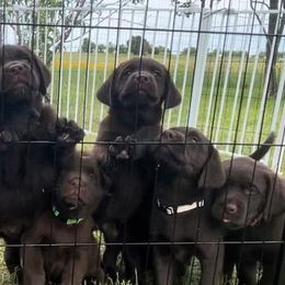 Boy 6 - Chocolate Labrador Retriever puppy in Hutto, Texas from Texas Bluebonnet Labs