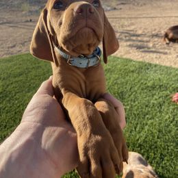 Vizsla Puppies from Waterfall Ranch Hungarian Vizslas