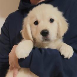 Mr. Brown - Light golden male Golden Retriever puppy in Campton, Kentucky from ElkRidge Goldens