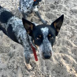 Delta - Australian Cattle Dog