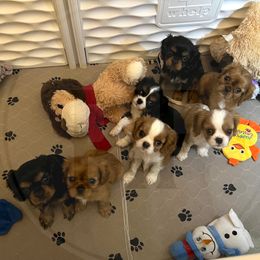 Cavalier King Charles Spaniel Puppies from Pay it Forwood
