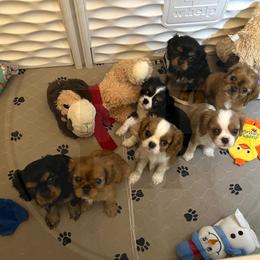 Cavalier King Charles Spaniel Puppies from Pay it Forwood