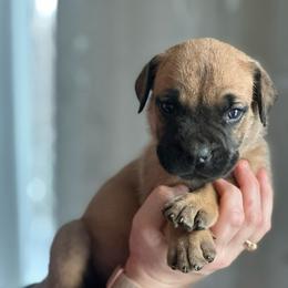 Pink-Purple 80's Collar Fawn Female - Fawn female Boerboel puppy in Wasilla, Alaska from Northland Boerboels
