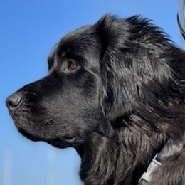 Newfoundlands from Newfies by the Sea