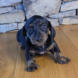 Holly - Black and tan female Dachshund puppy in Signal Mountain, Tennessee from Hot Diggity Doxens