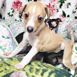 Max Factor - Fawn male Italian Greyhound puppy in Cadwell, Georgia from All The DoDa Day Italian Greyhounds