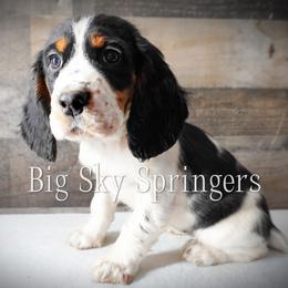 Girl 4 - Black white and tan female English Springer Spaniel puppy in Great Falls, Montana from Big Sky Springers