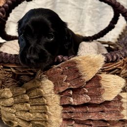 Onyx - Black male Dachshund puppy in Franklin, Tennessee from Wendy's Weenies