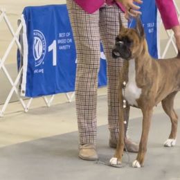 Boxers from Hegerox