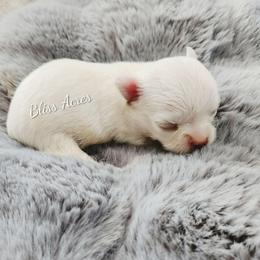 Boy 1 - Cream and white male Chihuahua puppy in Ponca City, Oklahoma from Bliss Acres Farm