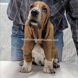 Lexi - Mahogany and white female Basset Hound puppy in Franklin, Indiana from 4 Sail Quarter Horses and Hounds