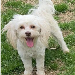 Mitzy - Havanese