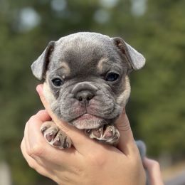 Boy 5 - Blue male French Bulldog puppy in Moorefield, West Virginia from Absolutely Boston Terriers and French Bulldogs